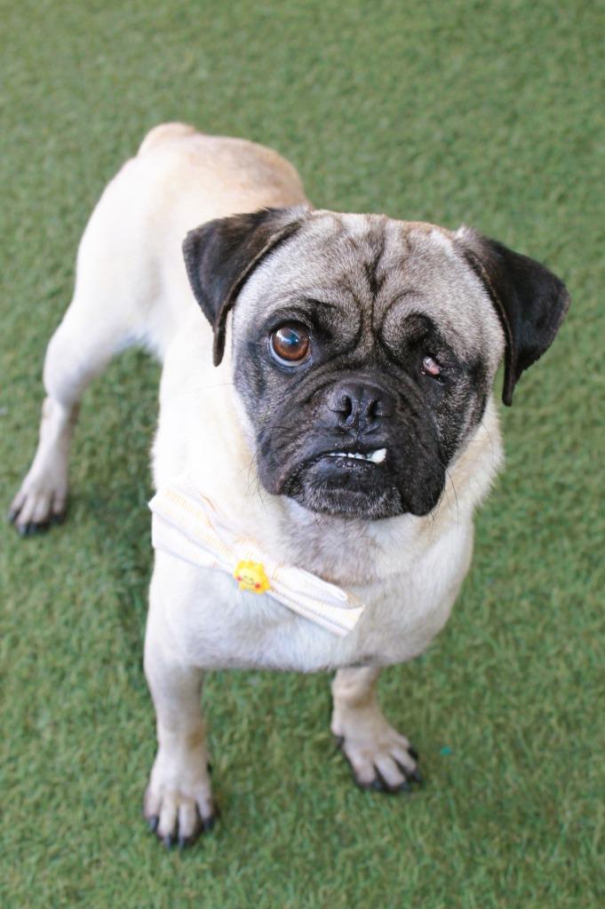 Enlarge Ripley, a Adoptable Pug in Gardena, CA image 3/6