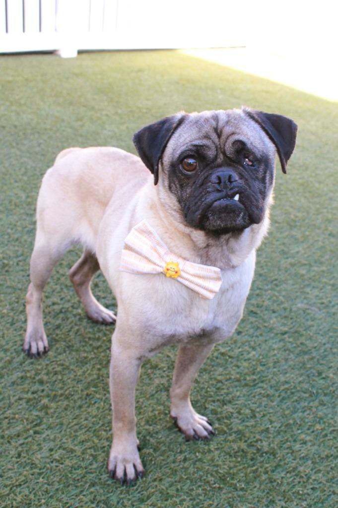 Enlarge Ripley, a Adoptable Pug in Gardena, CA image 4/6