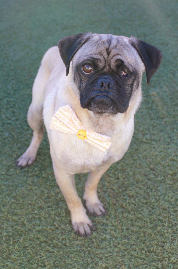 Enlarge Ripley, a Adoptable Pug in Gardena, CA image 5/6