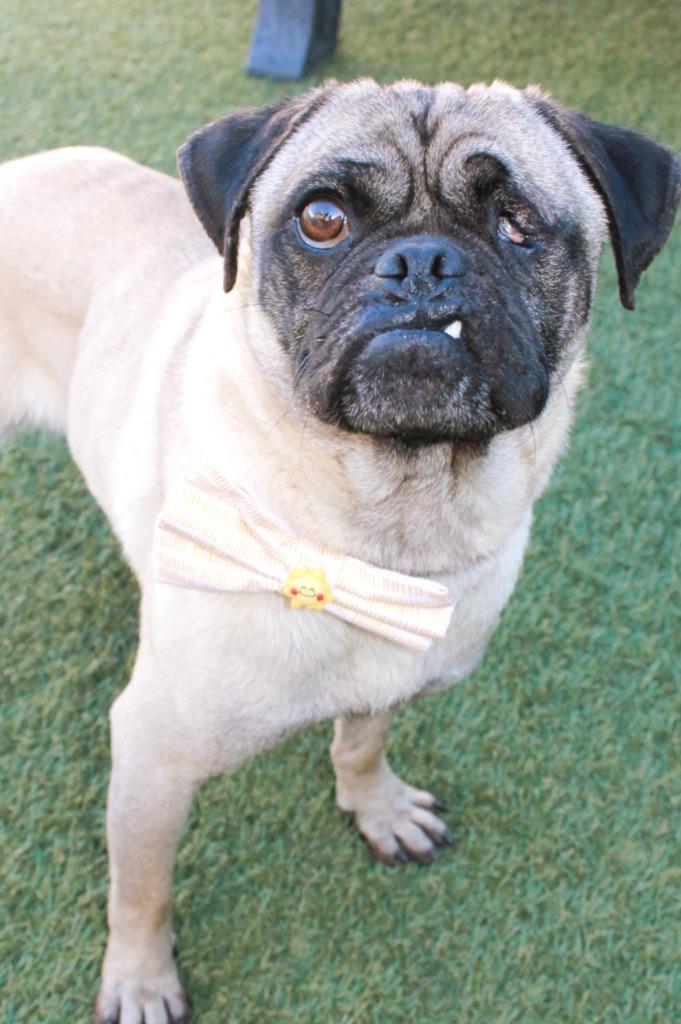 Enlarge Ripley, a Adoptable Pug in Gardena, CA image 6/6