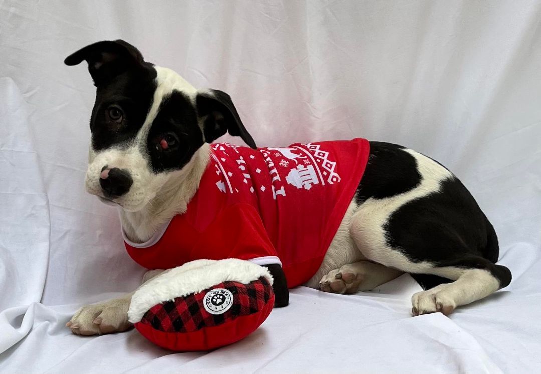 Pignoli, a Adoptable mixed breed in Griswold, CT image 1/3