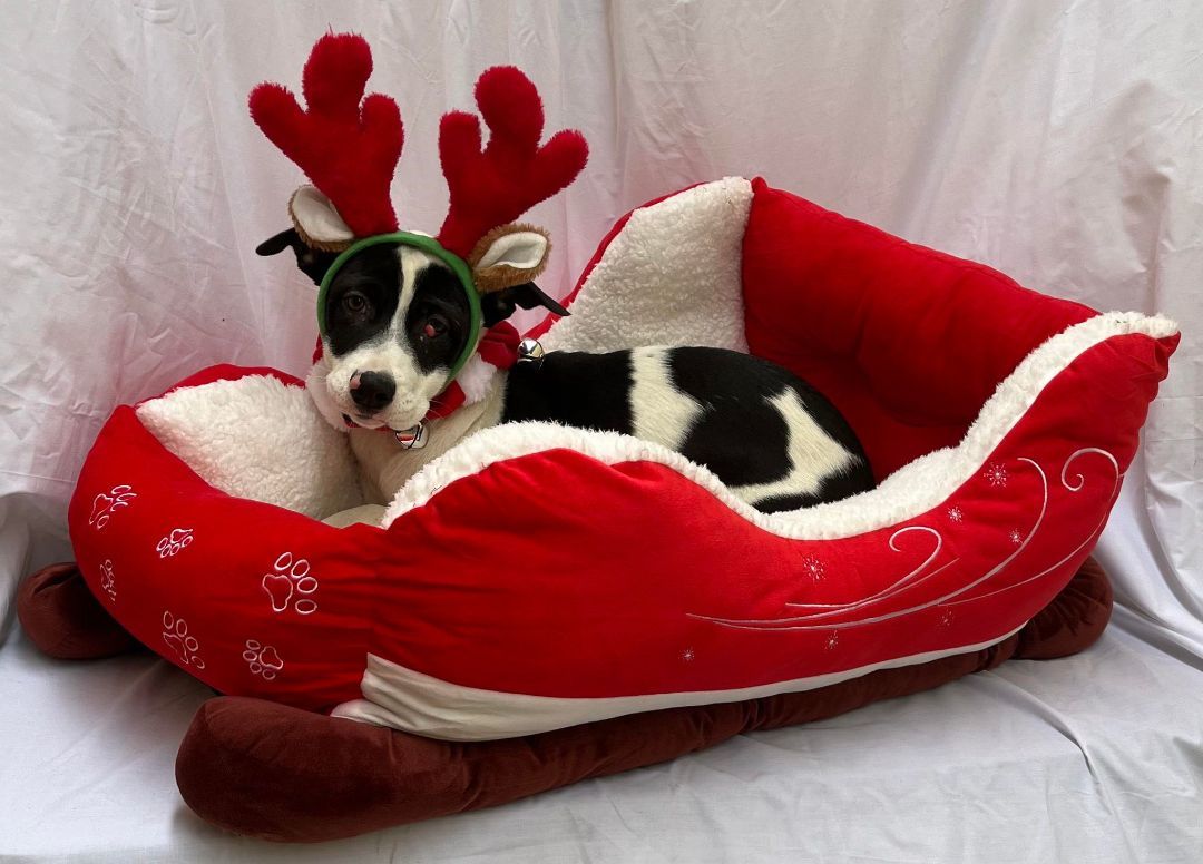 Pignoli, a Adoptable mixed breed in Griswold, CT image 2/3