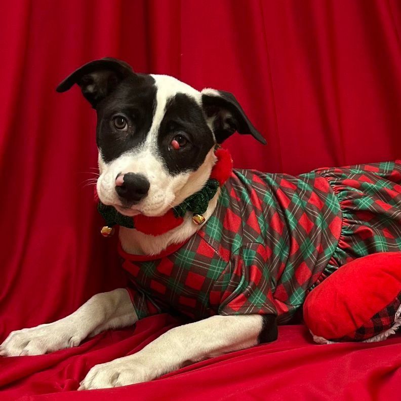 Pignoli, an adoptable American Staffordshire Terrier in Griswold, CT, 06351 | Photo Image 2
