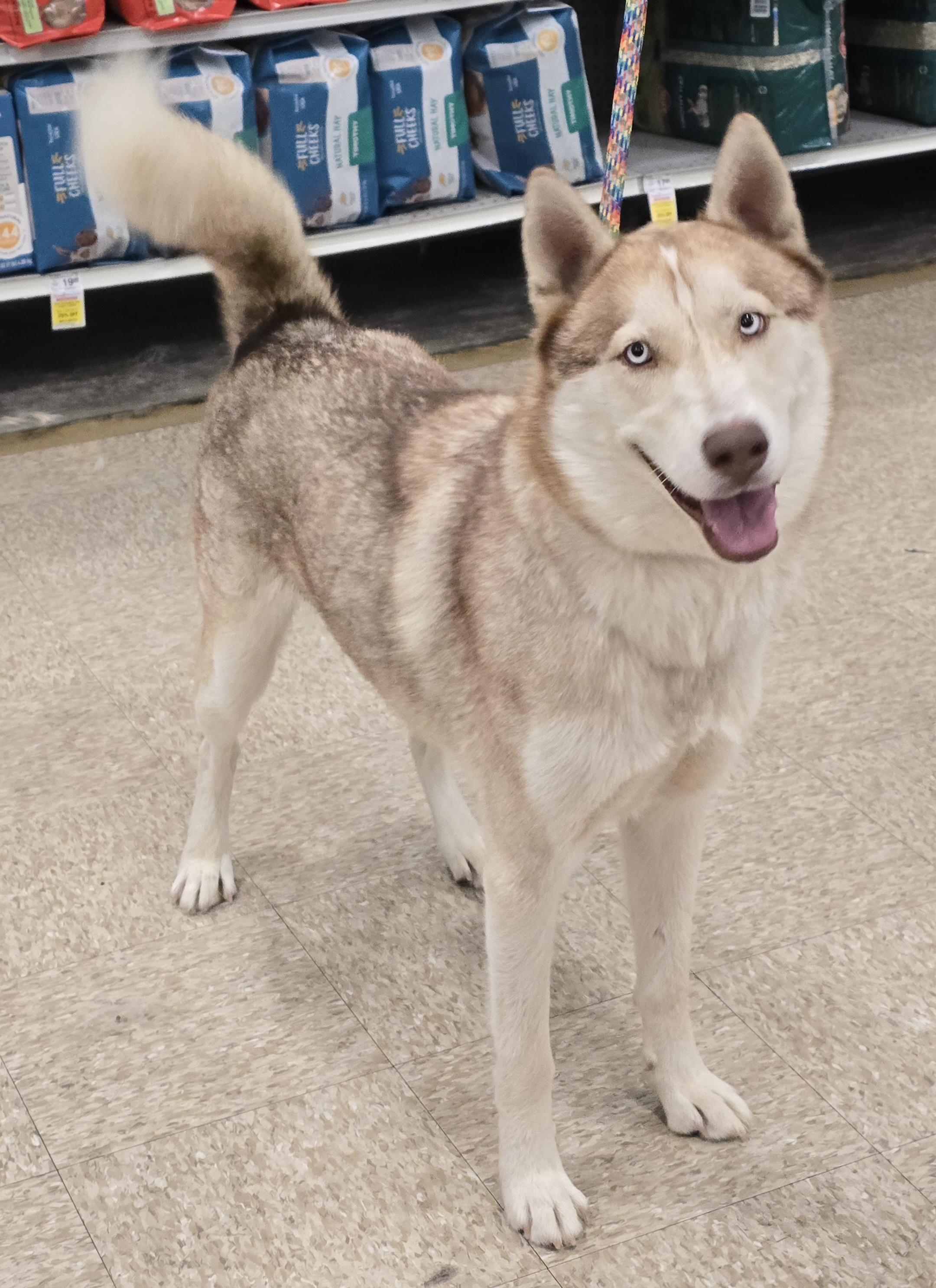 Aries, Adoptable, Young Male Husky.