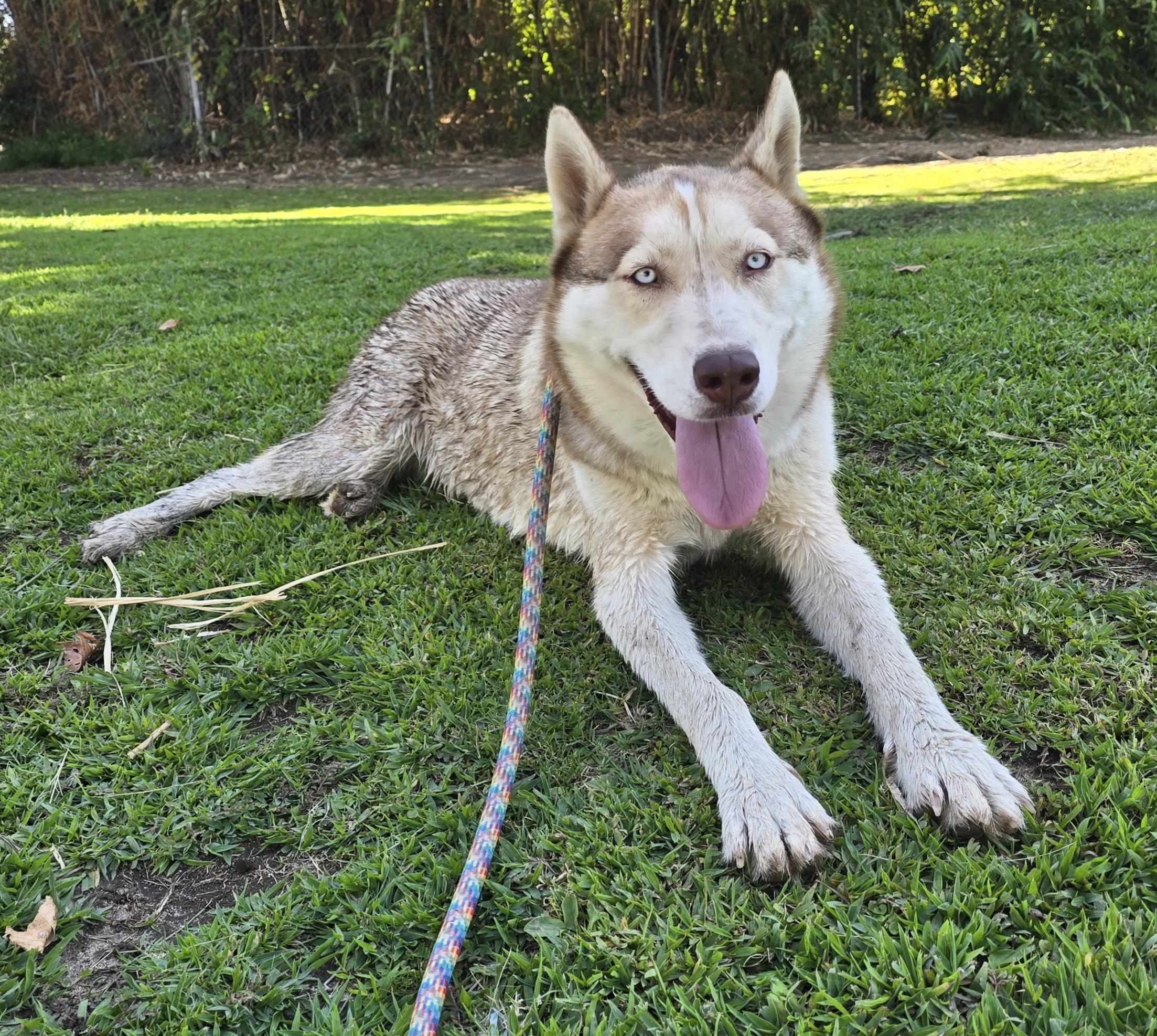 Enlarge Aries, a Adoptable mixed breed in Selma, CA image 2/4