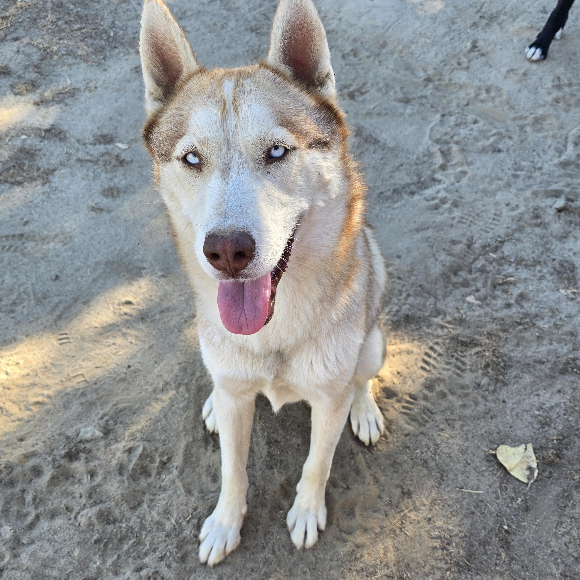Enlarge Aries, a Adoptable mixed breed in Selma, CA image 3/4