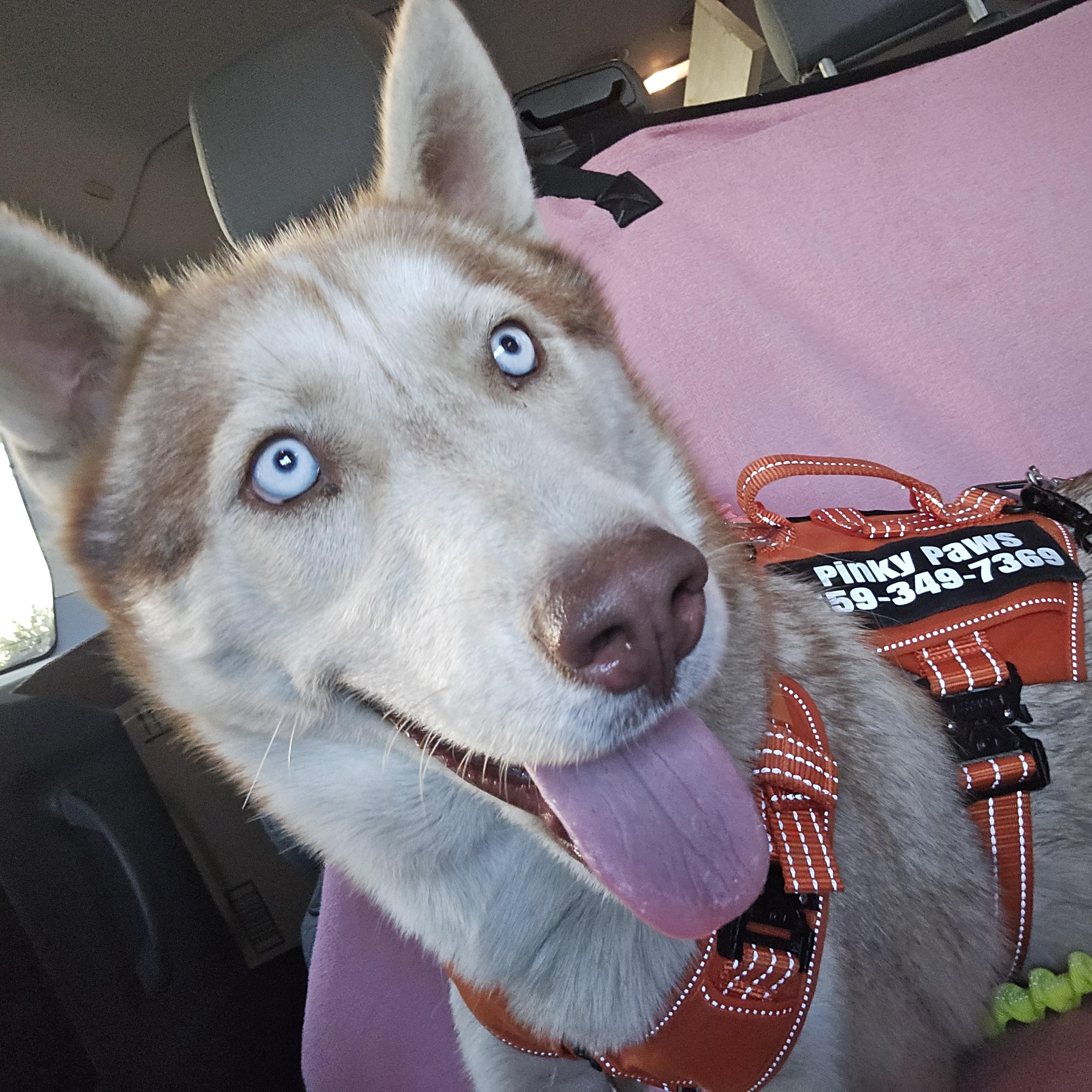 Enlarge Aries, a Adoptable mixed breed in Selma, CA image 4/4