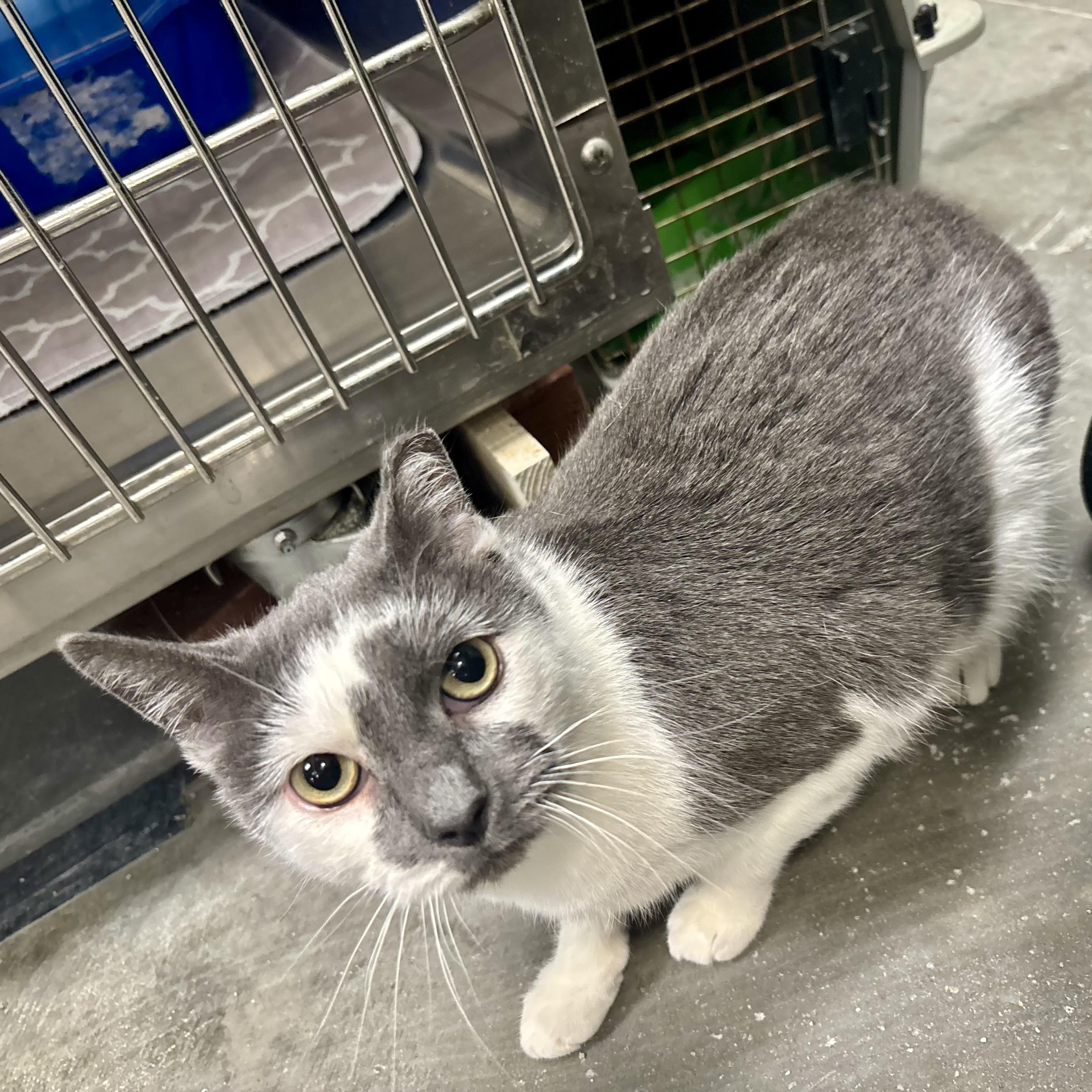 Enlarge Bebop Betty, a Adoptable Domestic Short Hair in Richmond, VA image 2/3