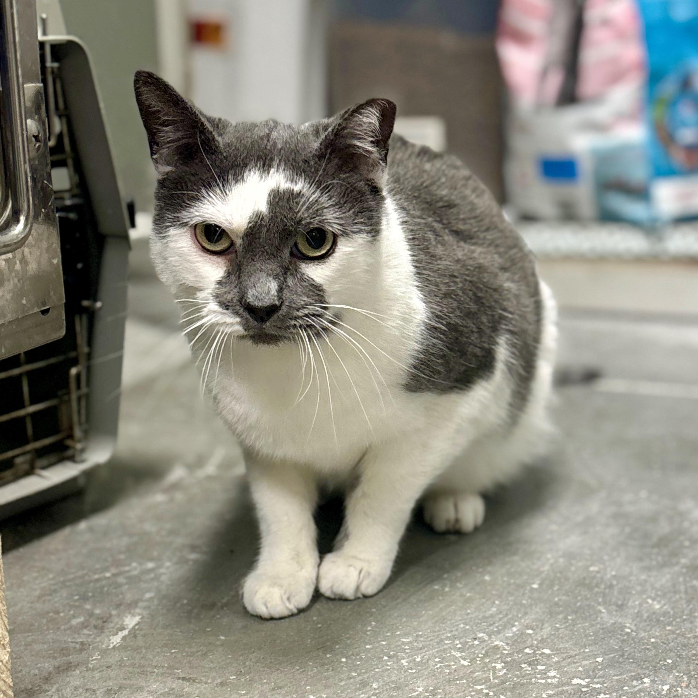 Enlarge Bebop Betty, a Adoptable Domestic Short Hair in Richmond, VA image 1/3