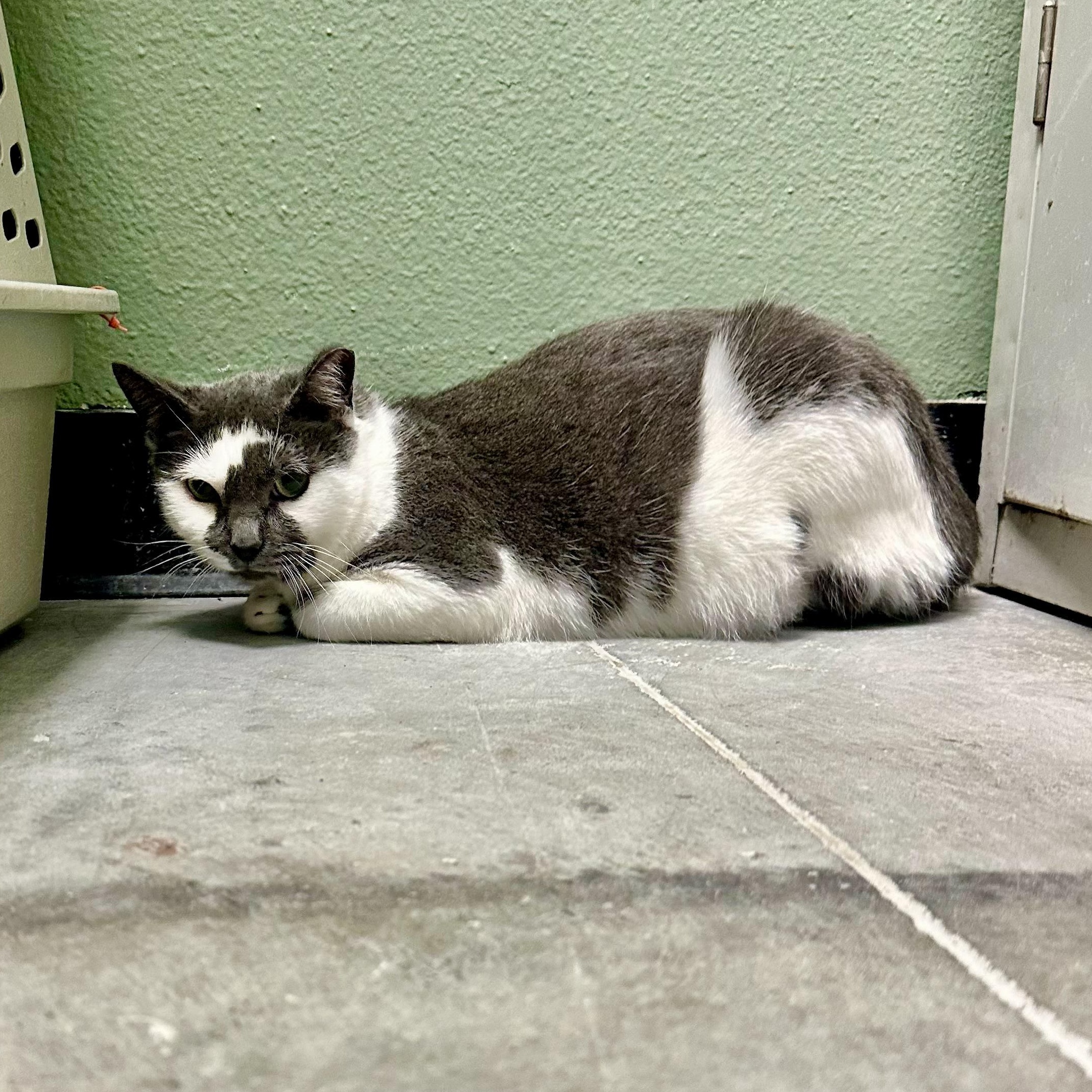 Enlarge Bebop Betty, a Adoptable Domestic Short Hair in Richmond, VA image 3/3