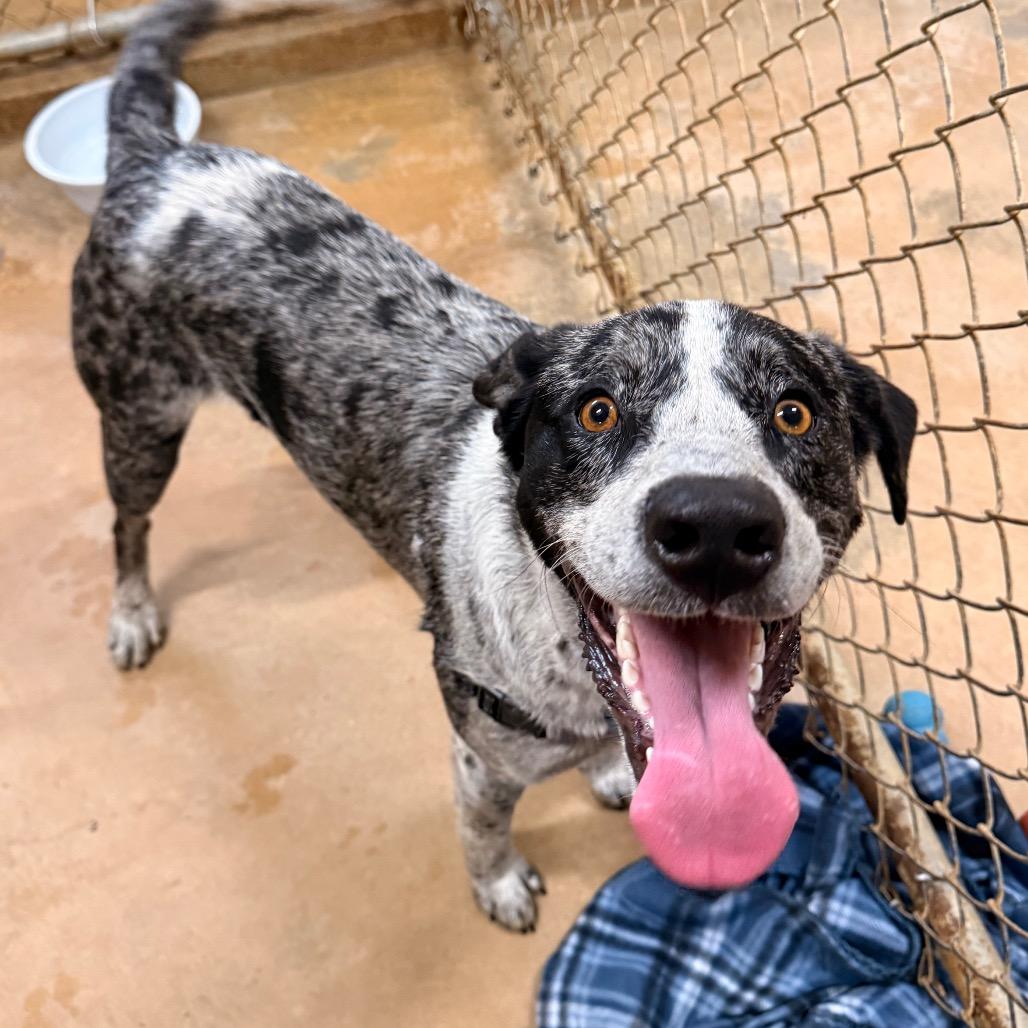 Sam, Adoptable, Young Male Australian Cattle Dog / Blue Heeler & Mixed Breed.