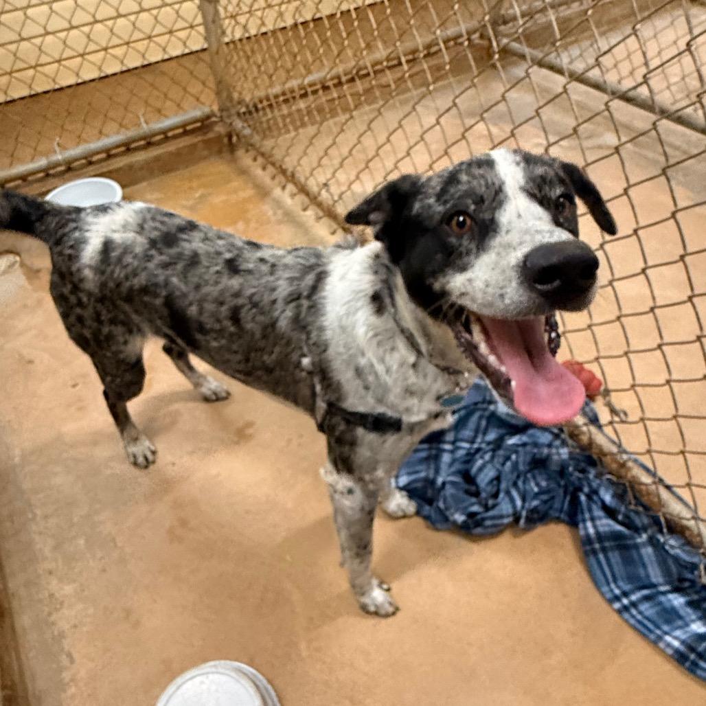 Enlarge Sam, a Adoptable mixed breed in Tupelo, MS image 2/6