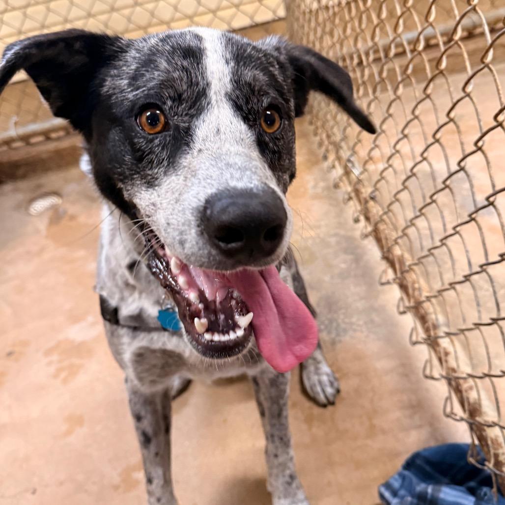 Enlarge Sam, a Adoptable mixed breed in Tupelo, MS image 3/6