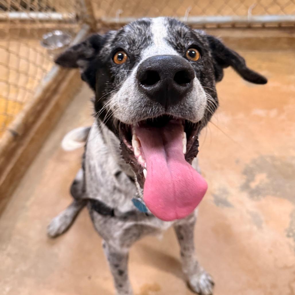 Enlarge Sam, a Adoptable mixed breed in Tupelo, MS image 4/6