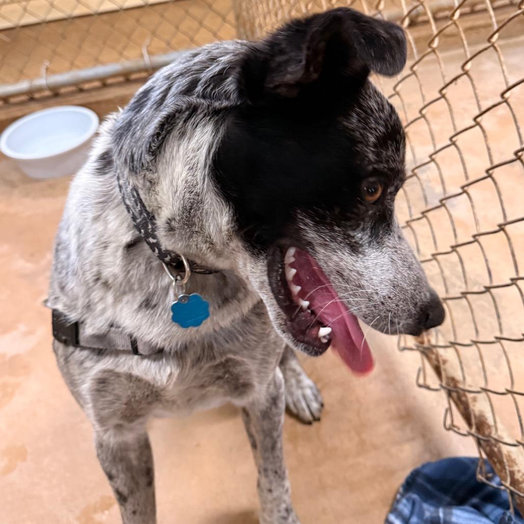 Enlarge Sam, a Adoptable mixed breed in Tupelo, MS image 5/6