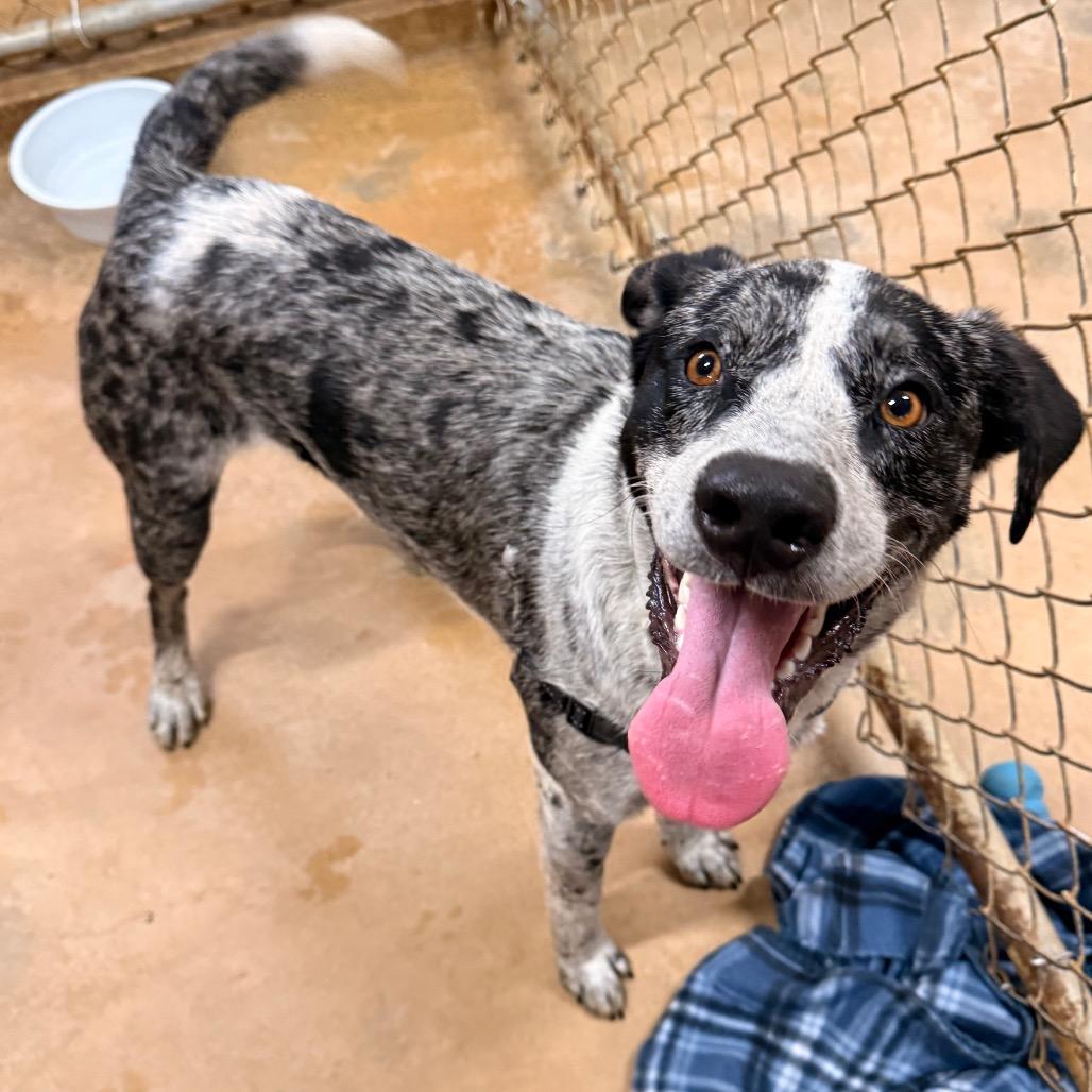 Enlarge Sam, a Adoptable mixed breed in Tupelo, MS image 6/6