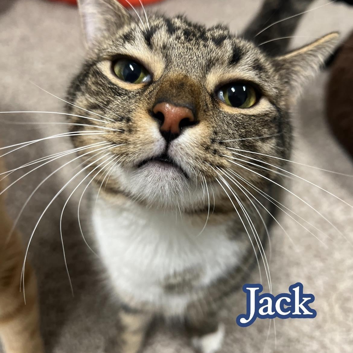 Jack & Jilly thumbnail 3