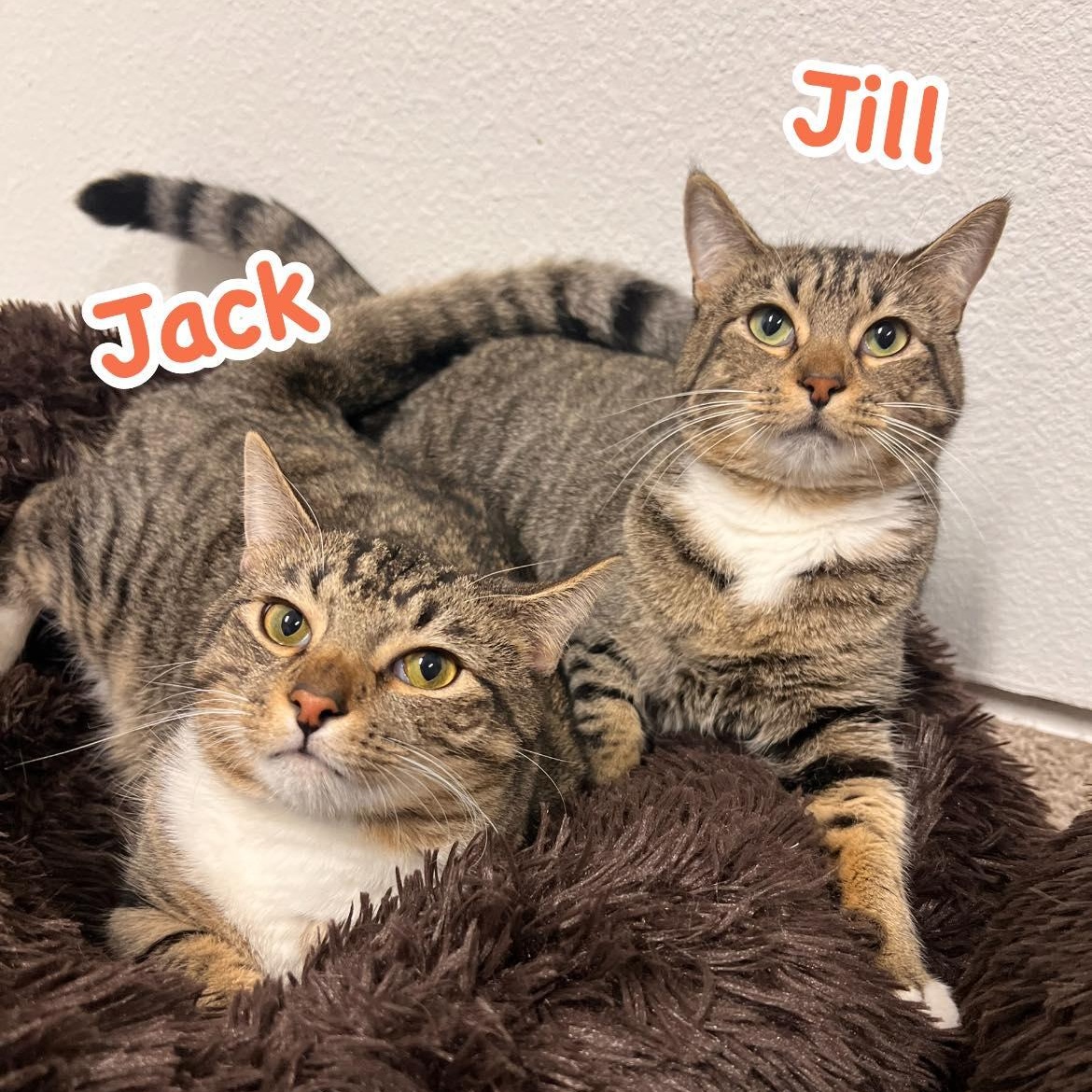 Jack & Jilly