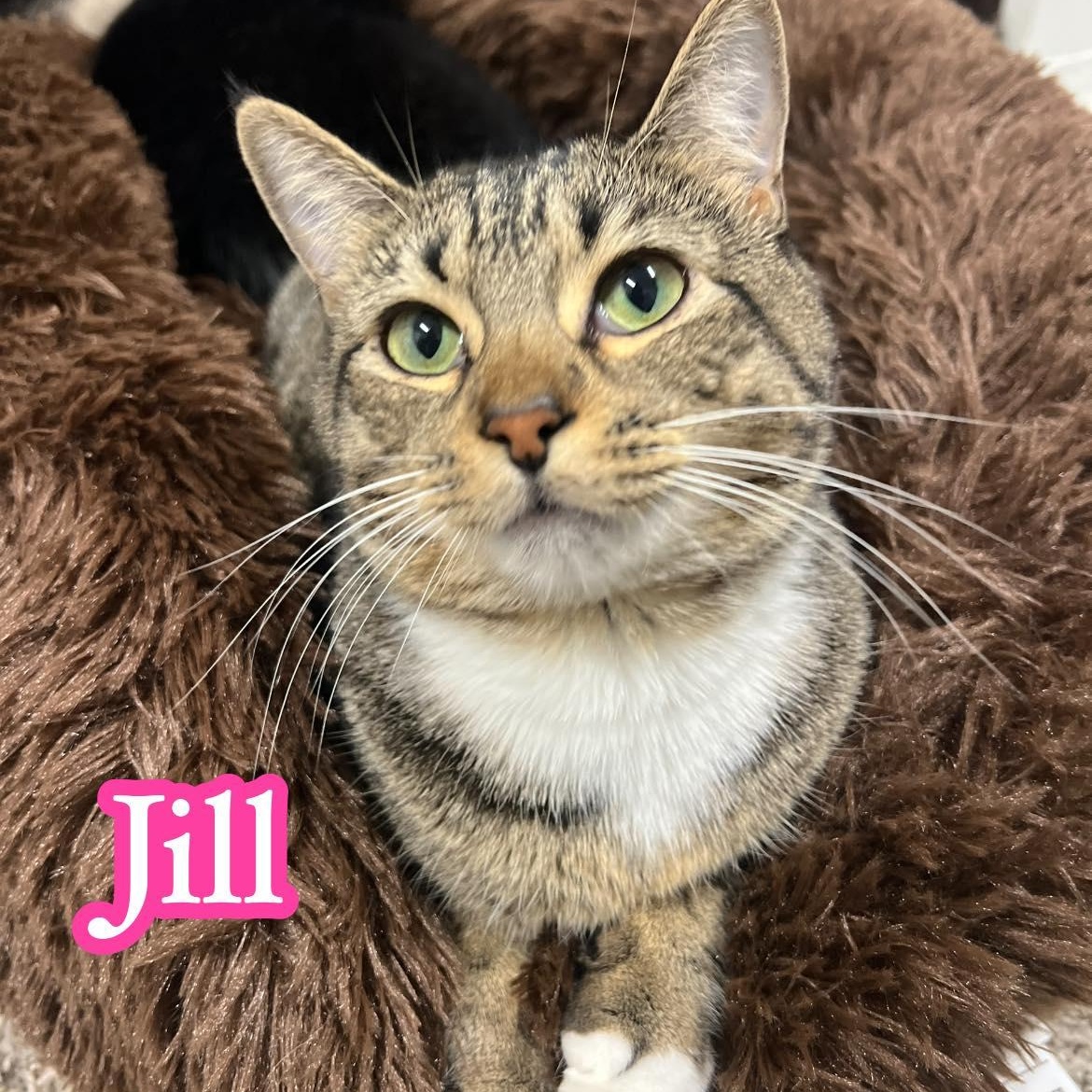 Jack & Jilly thumbnail 2