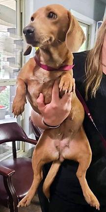 BAMBI, Adoptable, Young Female Basset Hound & Dachshund.