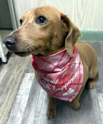 Enlarge BAMBI, a Adopted mixed breed in Mays Landing, NJ image 2/3