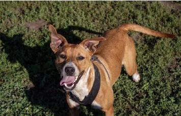 Beth, Adopted, Young Female Boxer & Australian Cattle Dog / Blue Heeler.
