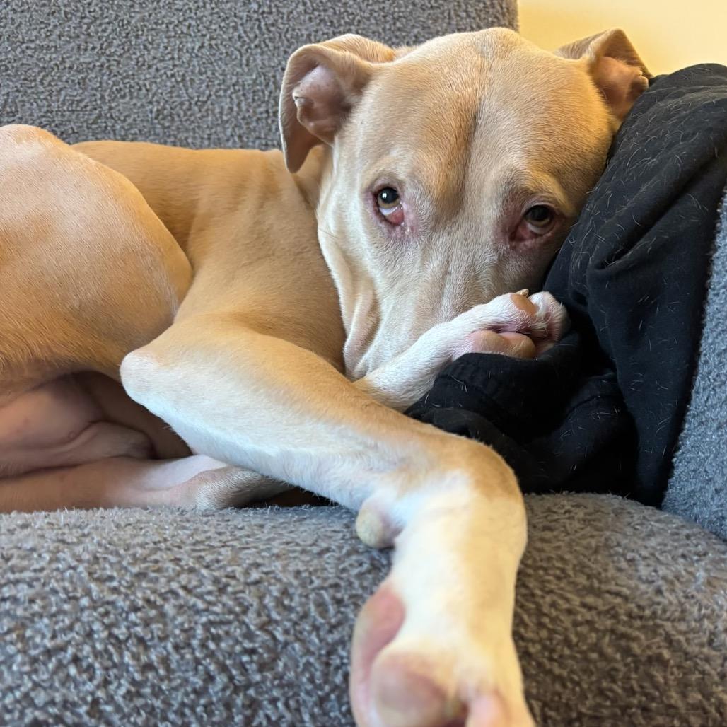 Enlarge Silas, a Adoptable mixed breed in Parkton, MD image 1/6