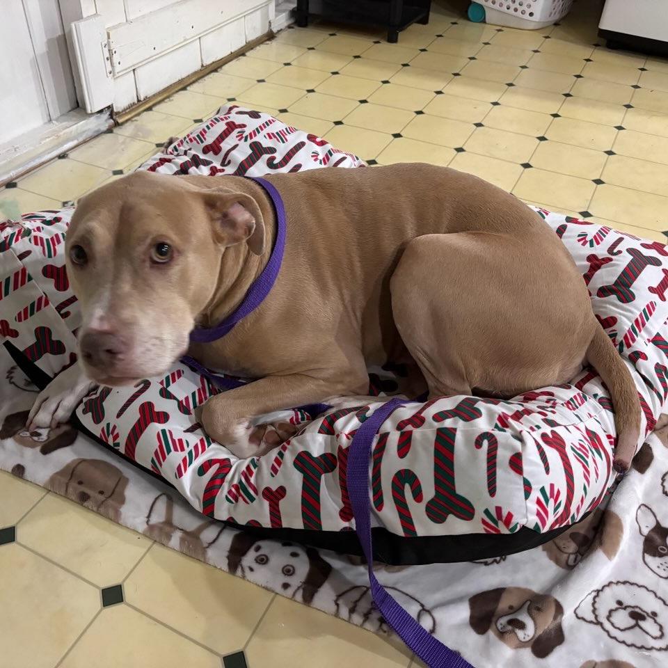 Enlarge Silas, a Adoptable mixed breed in Parkton, MD image 4/6