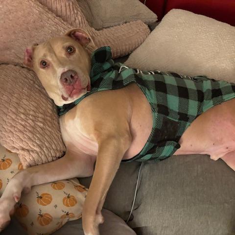 Enlarge Silas, a Adoptable mixed breed in Parkton, MD image 5/6