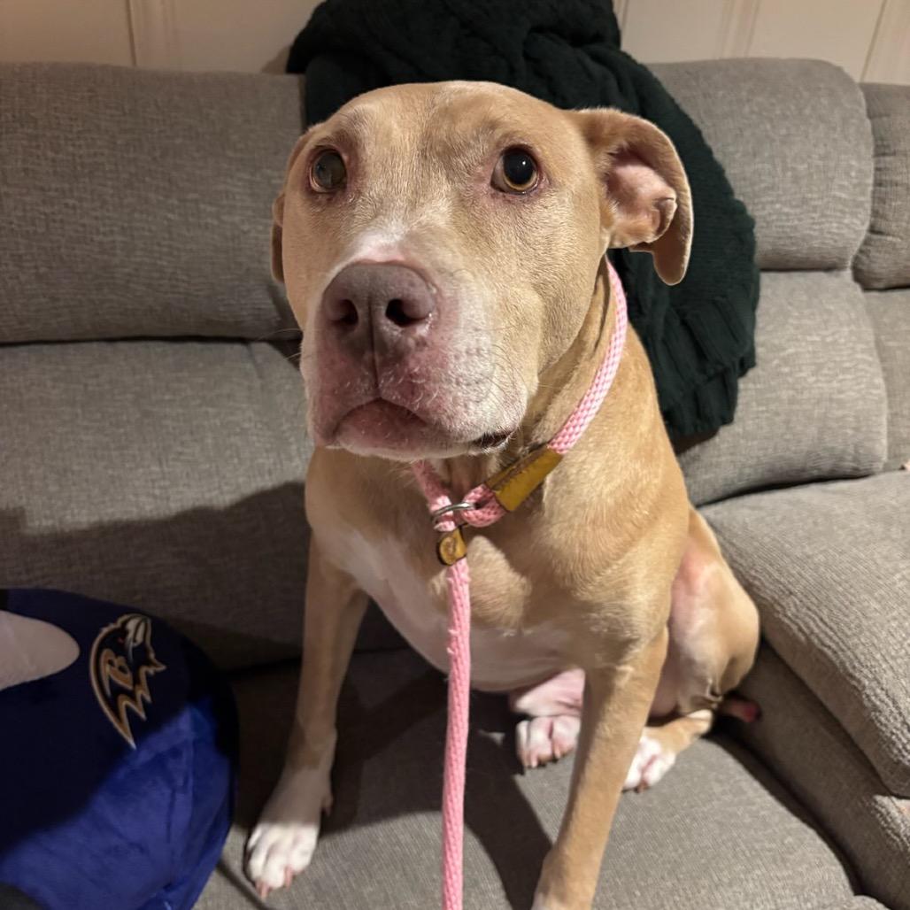 Enlarge Silas, a Adoptable mixed breed in Parkton, MD image 6/6