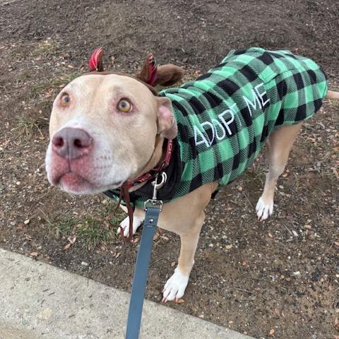 Enlarge Silas, a Adoptable mixed breed in Parkton, MD image 2/6