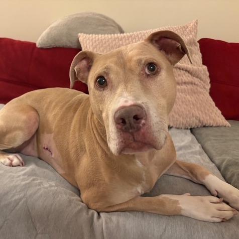 Silas, Adoptable, Senior Male Pit Bull Terrier & Labrador Retriever.