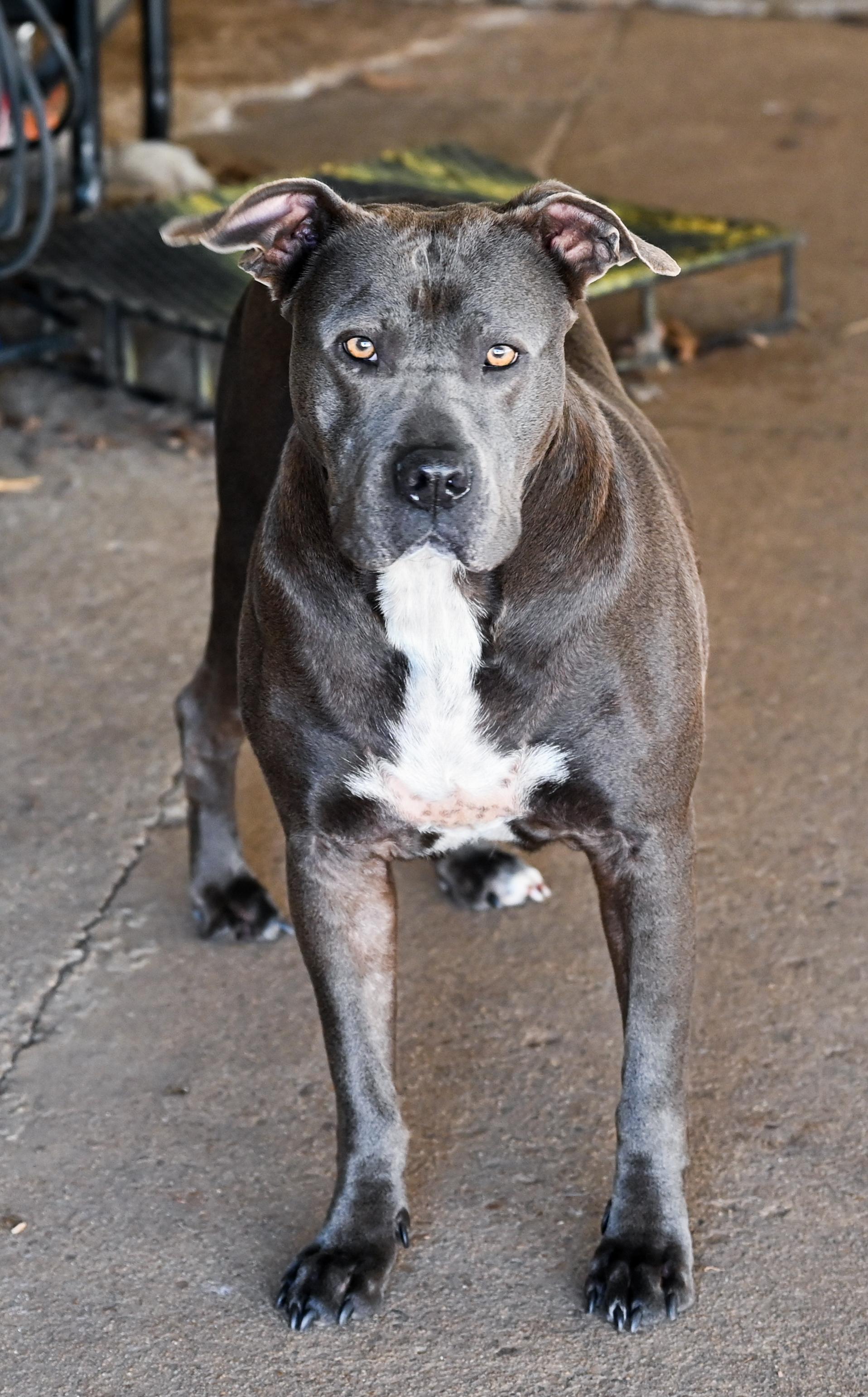 Lucinda, a ADOPTABLE mixed breed in Chattanooga, TN image 3/6