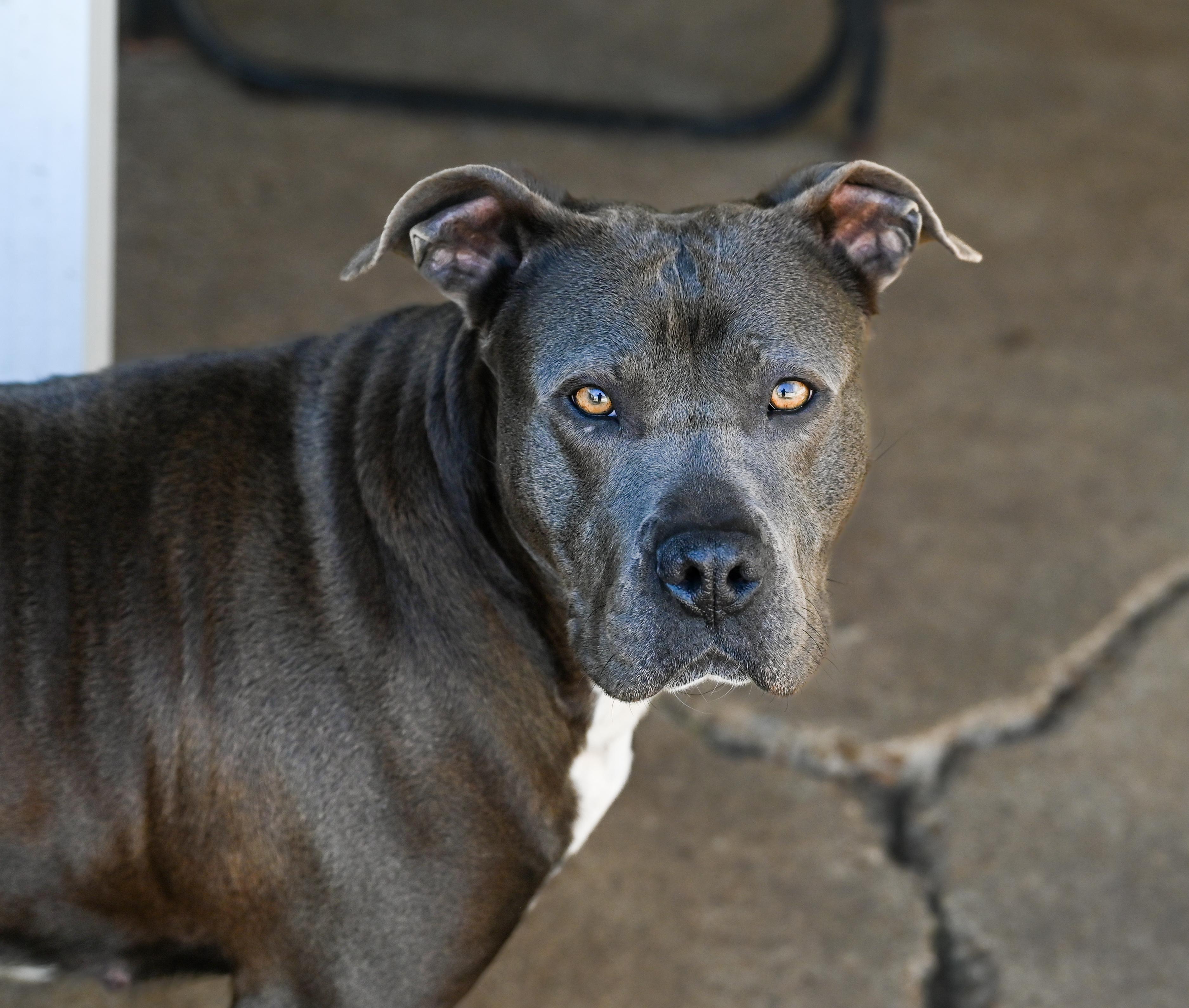 Lucinda, a ADOPTABLE mixed breed in Chattanooga, TN image 6/6