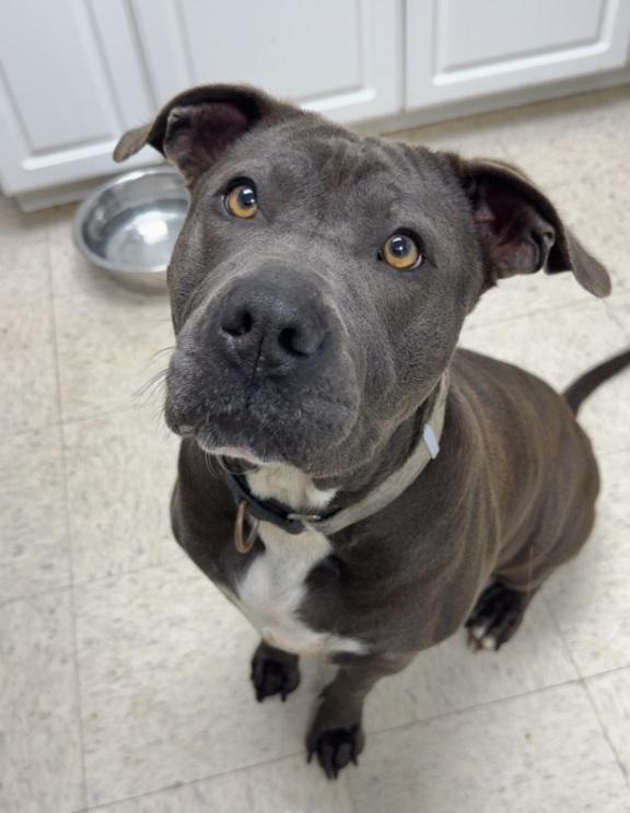 Lucinda, ADOPTABLE, Adult Female American Staffordshire Terrier & Terrier.