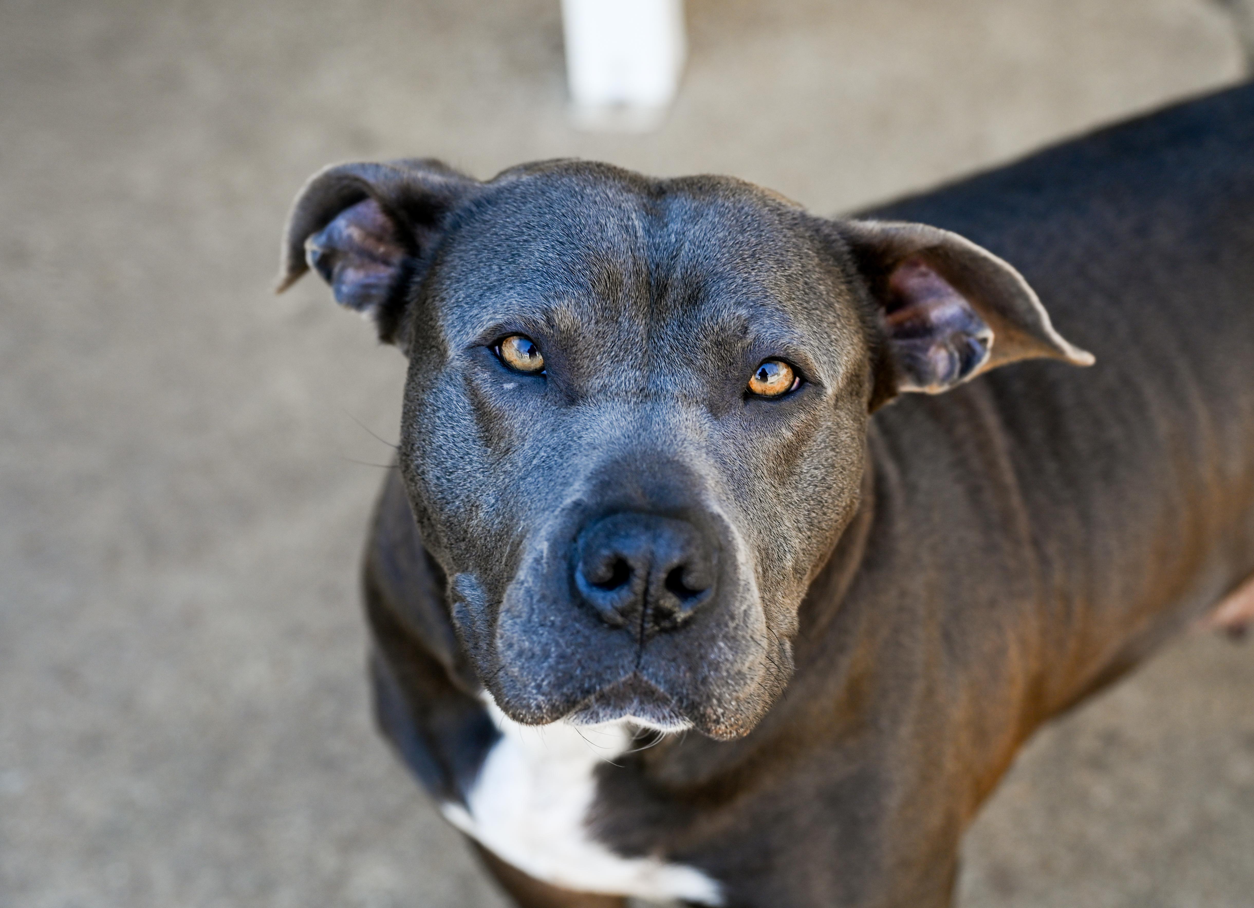 Lucinda, a ADOPTABLE mixed breed in Chattanooga, TN image 1/6