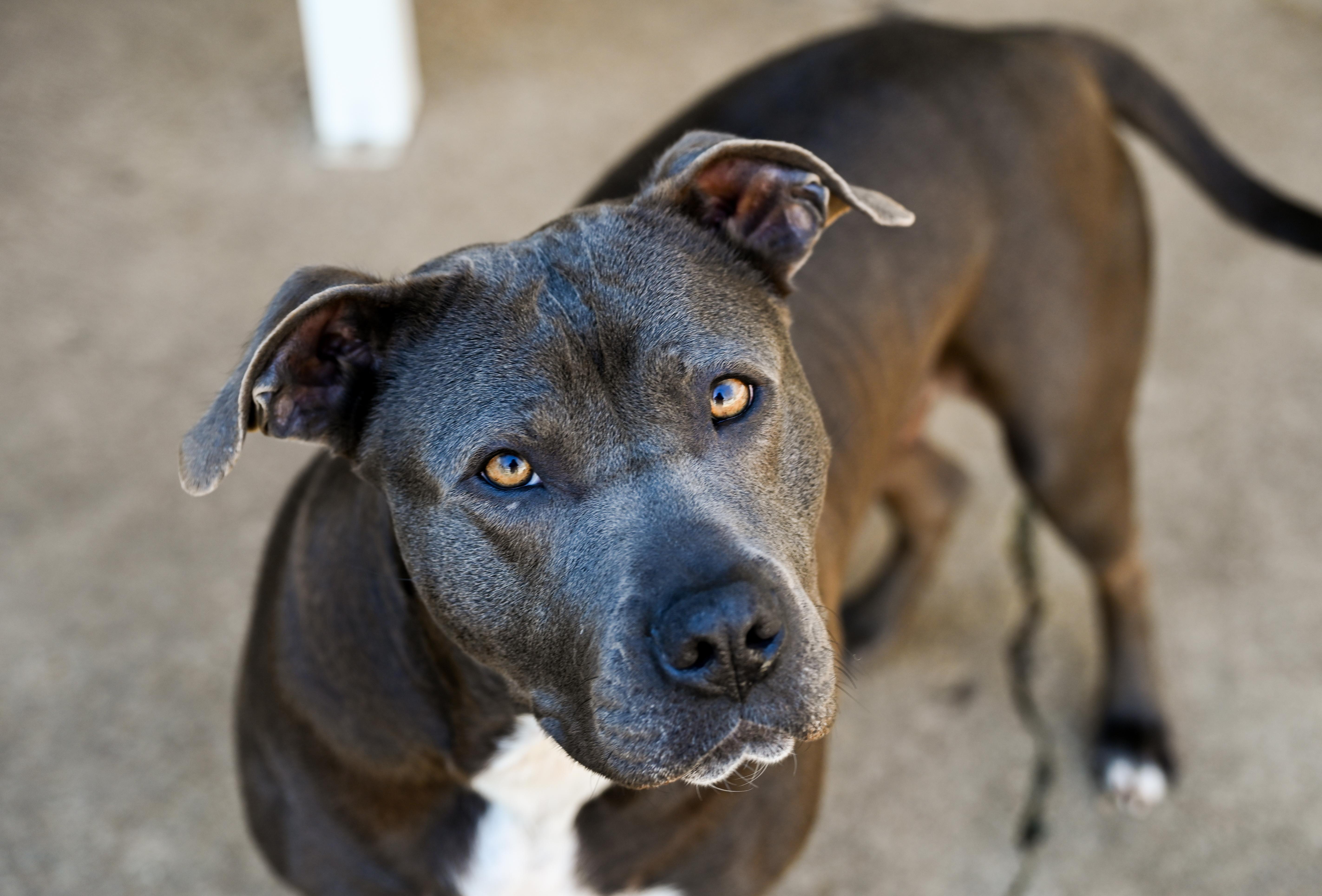 Lucinda, a ADOPTABLE mixed breed in Chattanooga, TN image 5/6