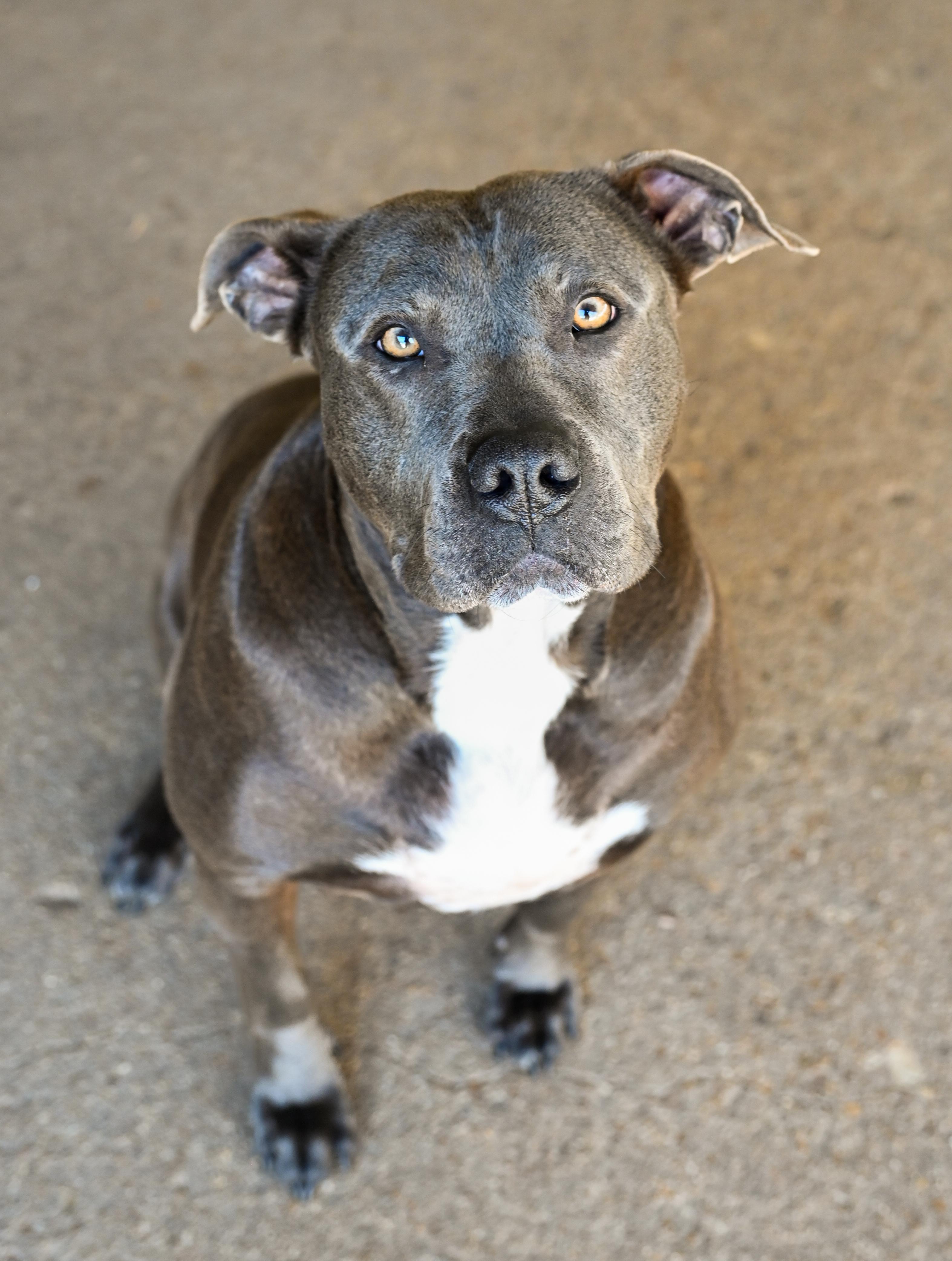 Lucinda, a ADOPTABLE mixed breed in Chattanooga, TN image 2/6