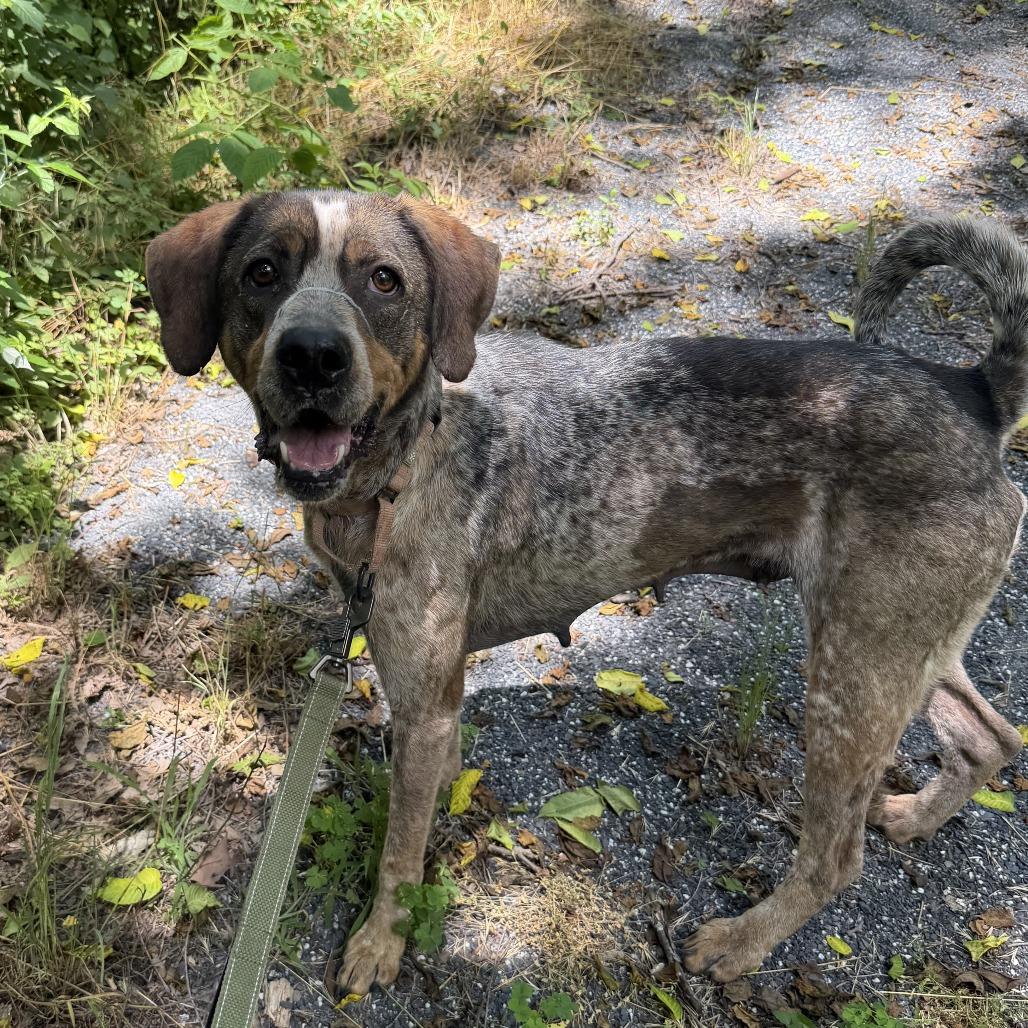 Olga, Adoptable, Adult Female Hound.