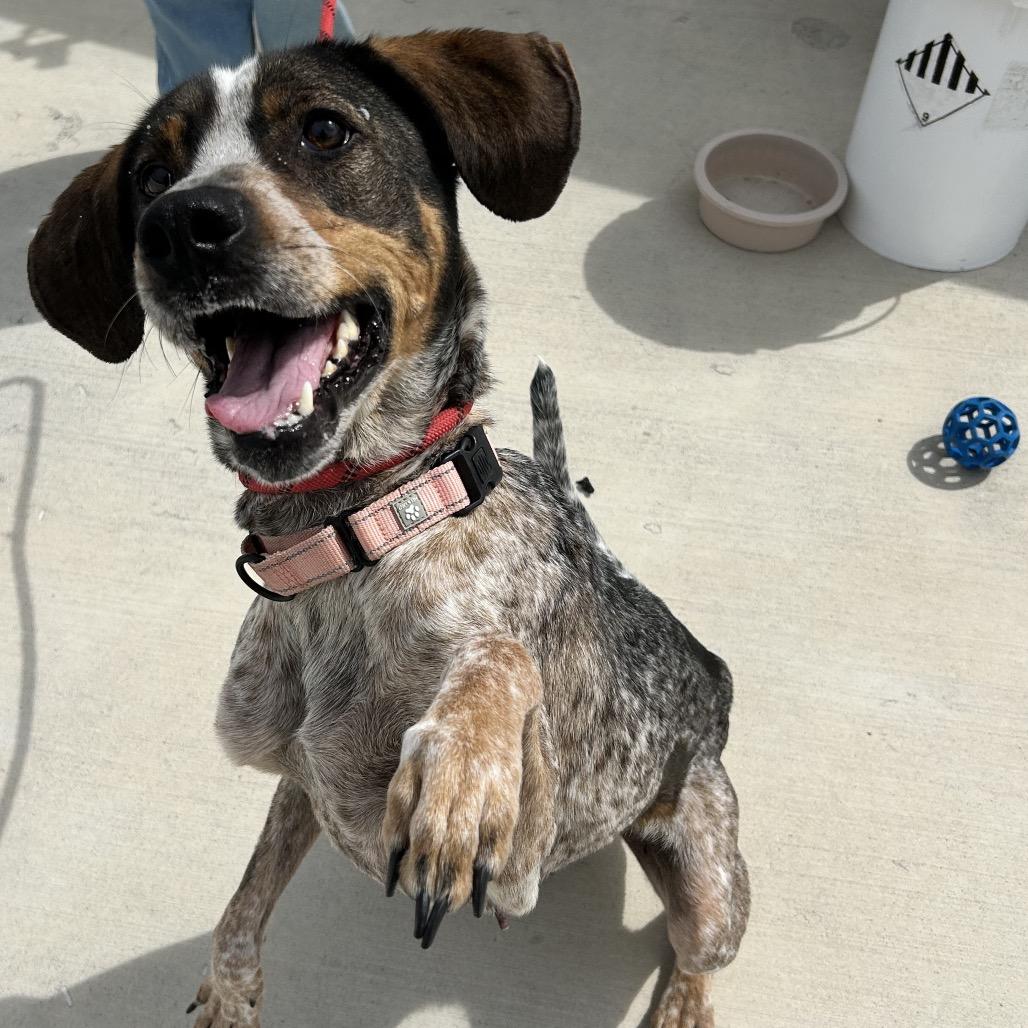 Enlarge Olga, a Adoptable Hound in Harrisonburg, VA image 2/6