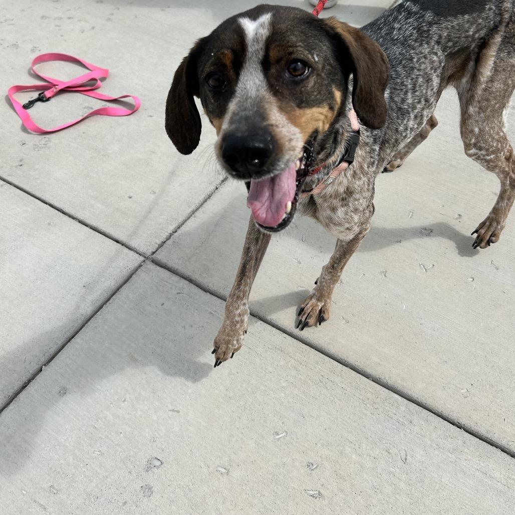 Enlarge Olga, a Adoptable Hound in Harrisonburg, VA image 3/6