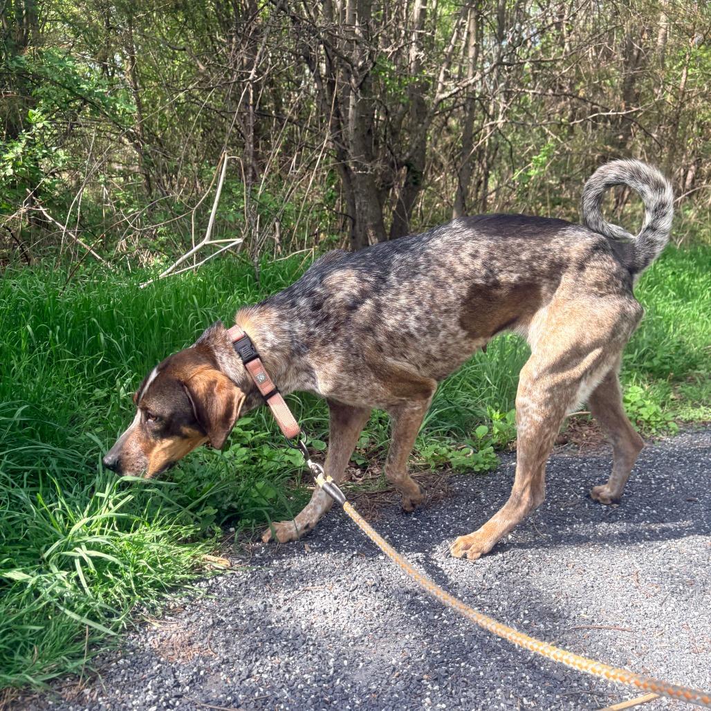 Enlarge Olga, a Adoptable Hound in Harrisonburg, VA image 5/6