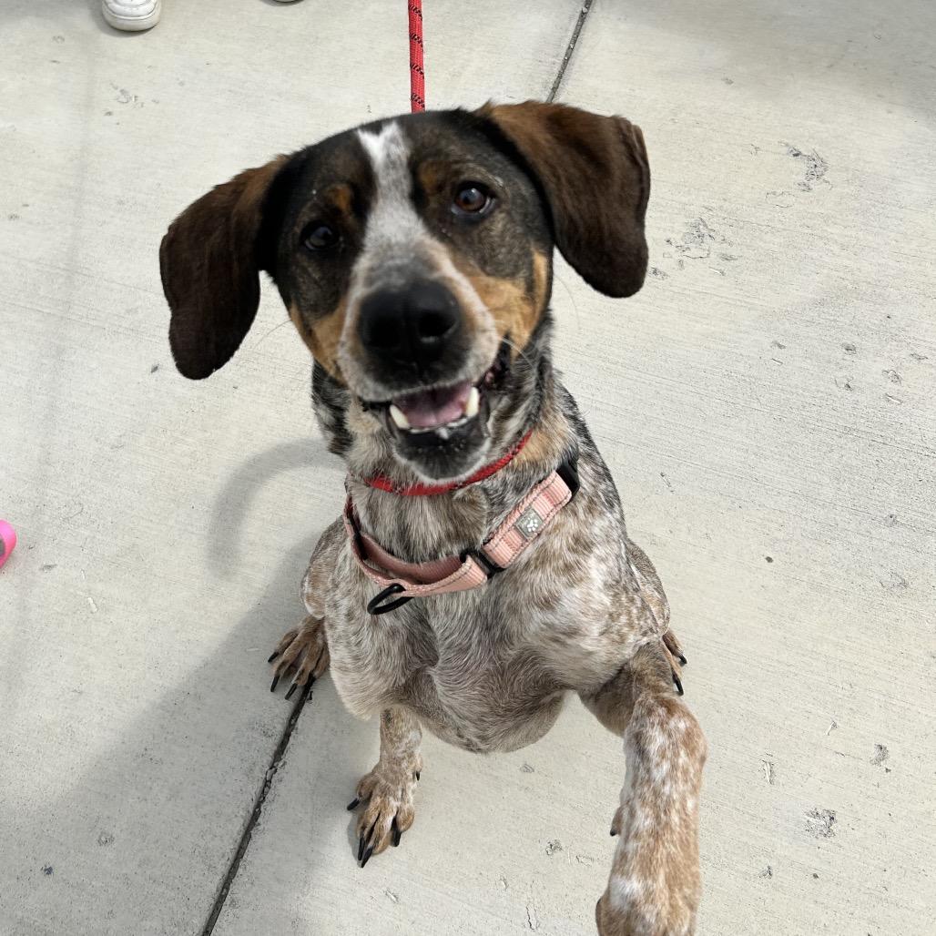 Enlarge Olga, a Adoptable Hound in Harrisonburg, VA image 6/6