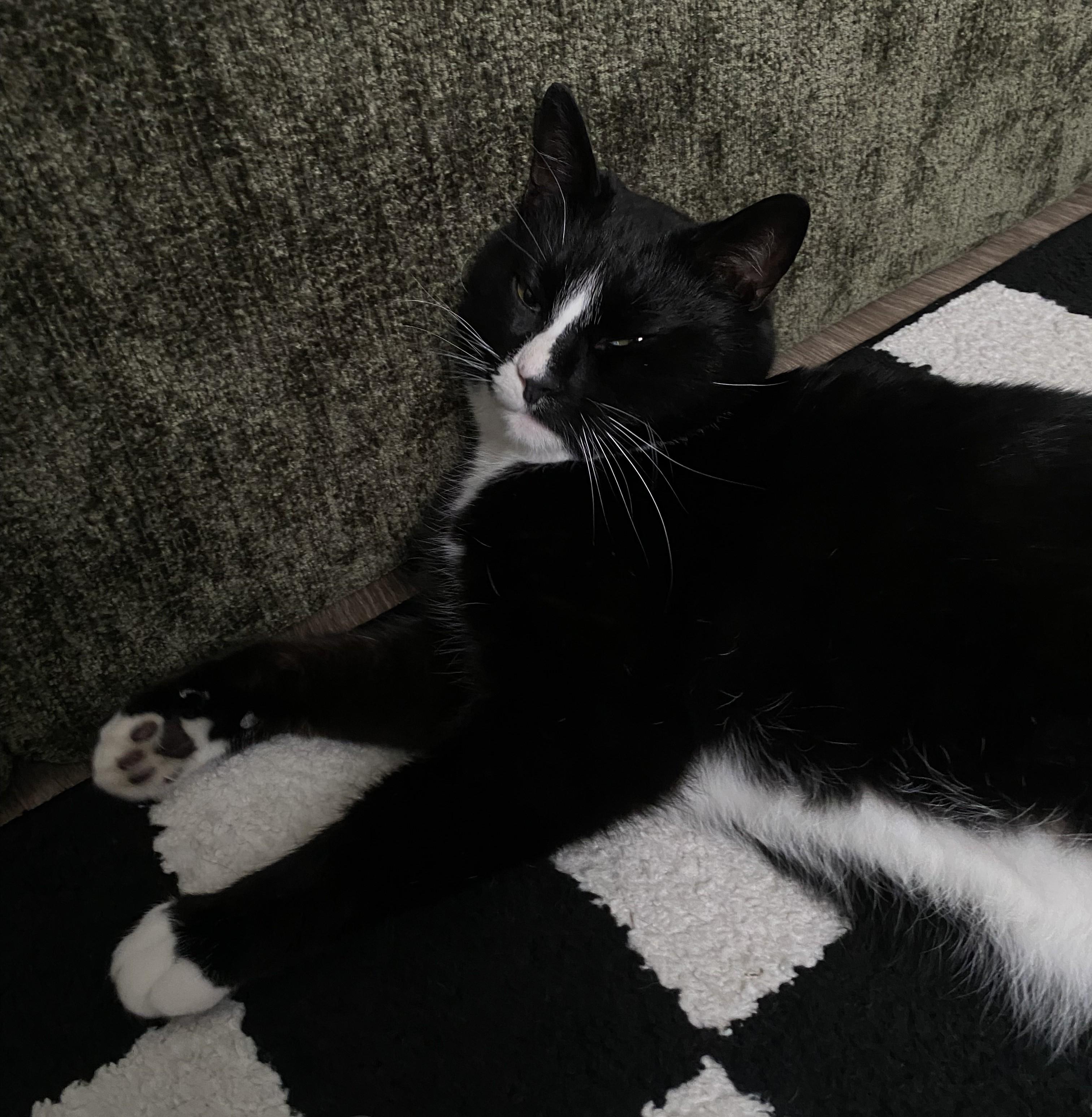 Everett, Adopted, Adult Male Domestic Short Hair.