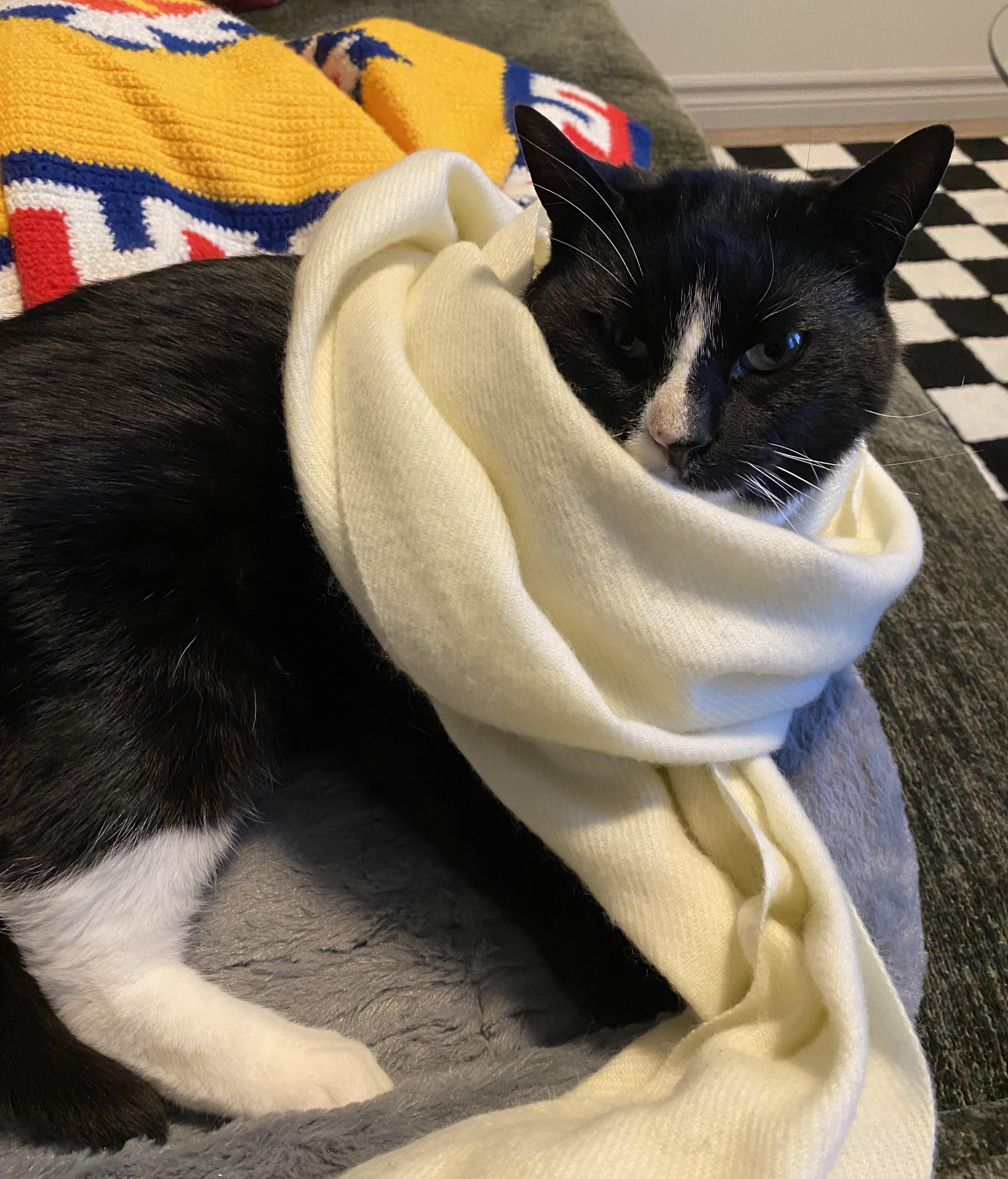 Enlarge Everett, a Adopted Domestic Short Hair in Dartmouth, NS image 2/6