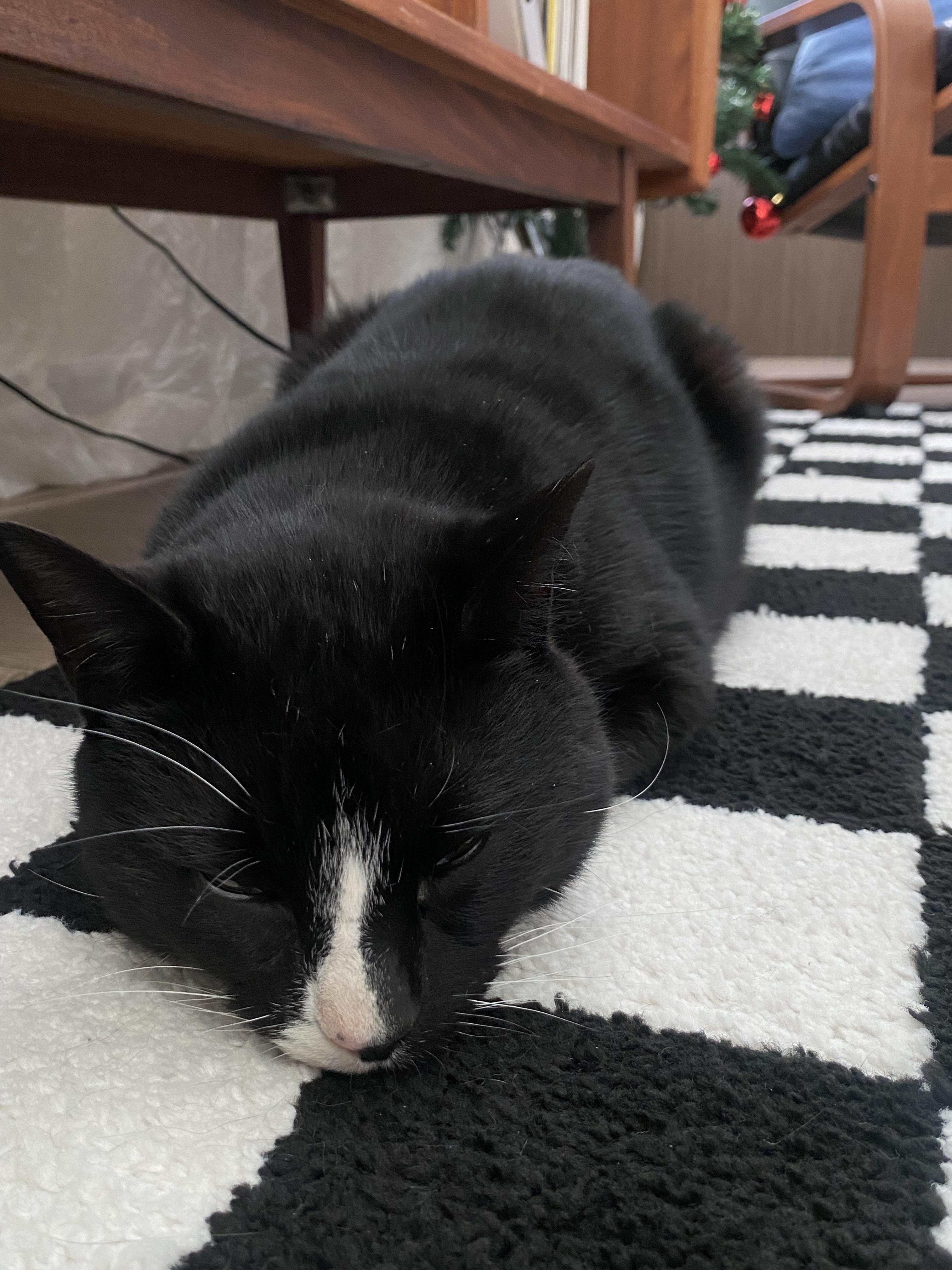 Enlarge Everett, a Adopted Domestic Short Hair in Dartmouth, NS image 4/6