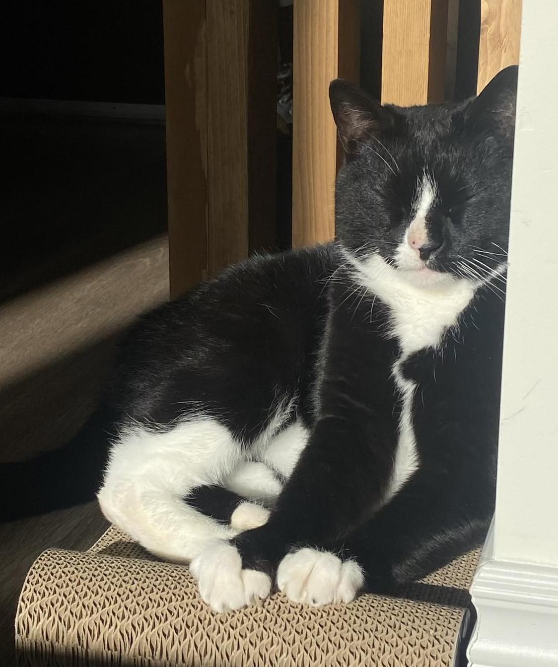 Enlarge Everett, a Adopted Domestic Short Hair in Dartmouth, NS image 5/6