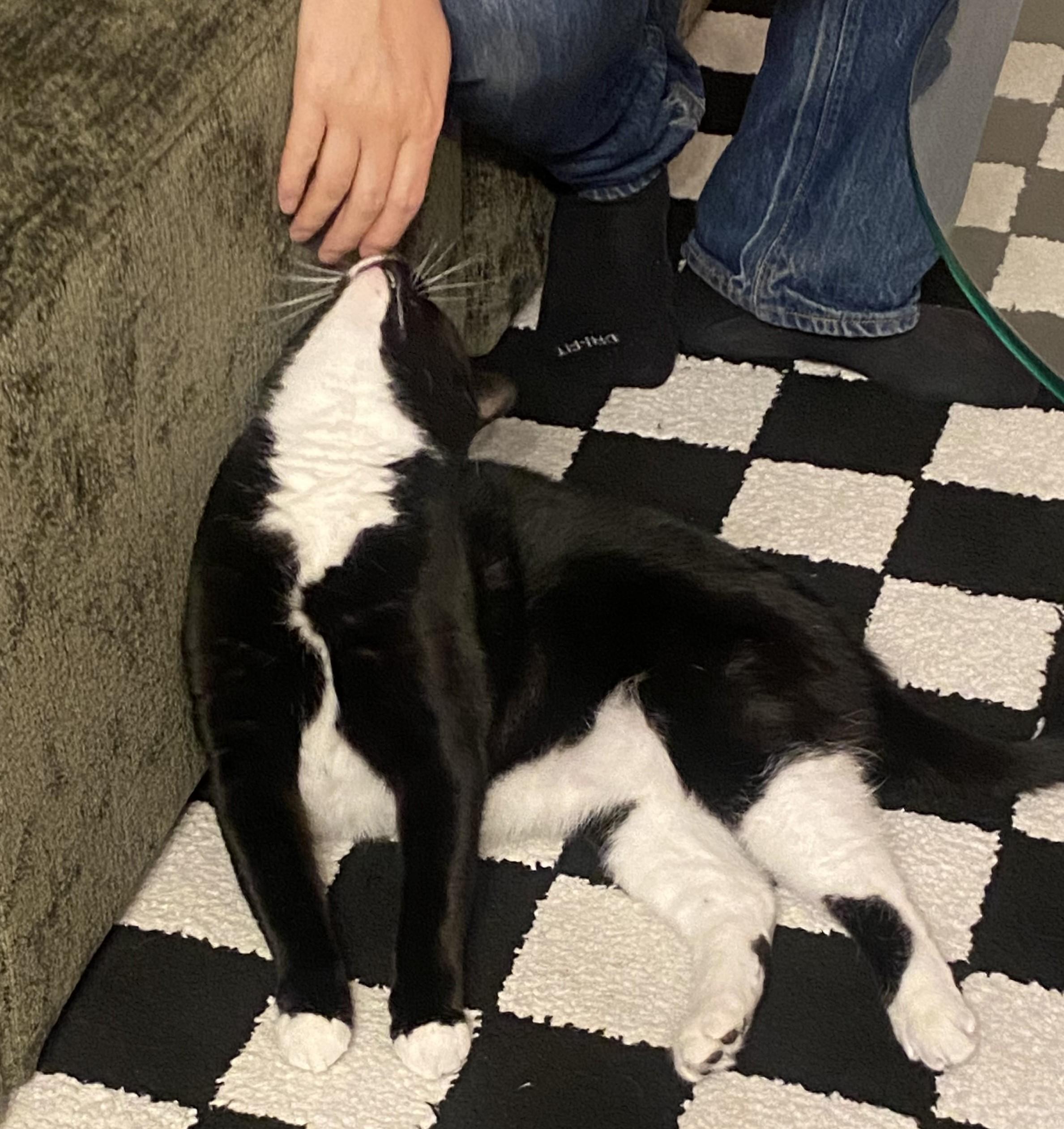 Enlarge Everett, a Adopted Domestic Short Hair in Dartmouth, NS image 6/6