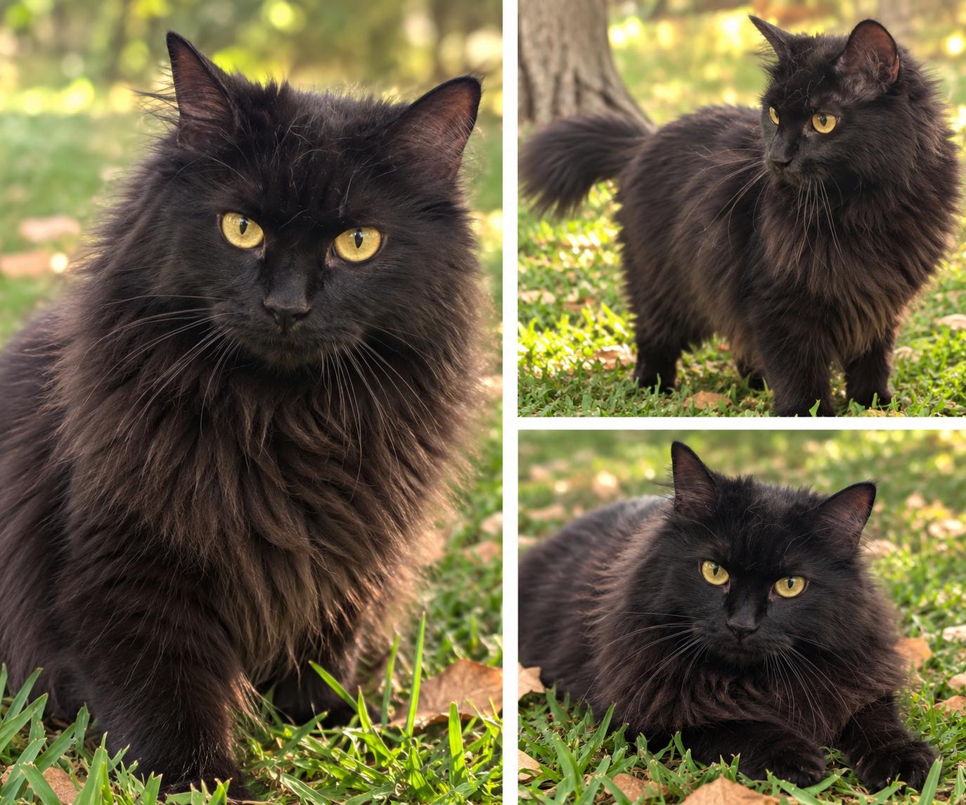 Ace, Adoptable, Adult Male Domestic Medium Hair.