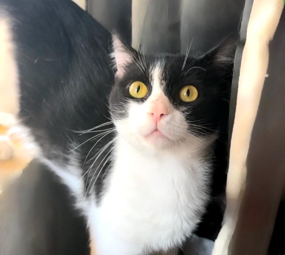 Enlarge Captain Meow Sparrow (FIV+), a Adoptable Domestic Short Hair in Phoenix, AZ image 2/2